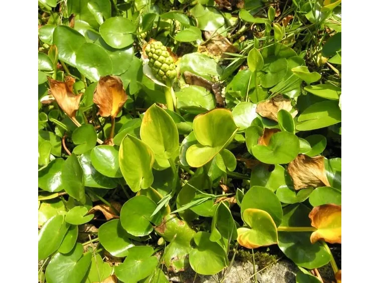 malattia calla
