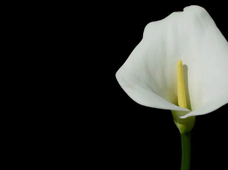 calla