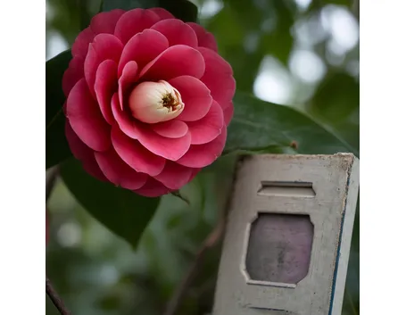 camelia
