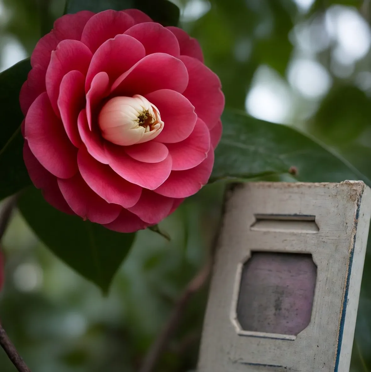 camelia