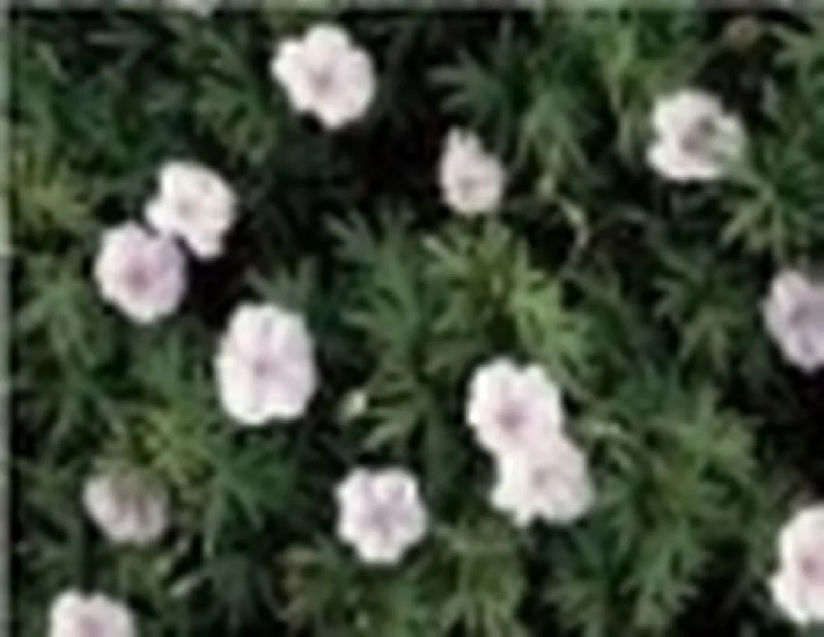 erba cimina