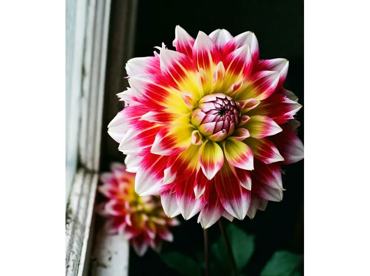 dalia