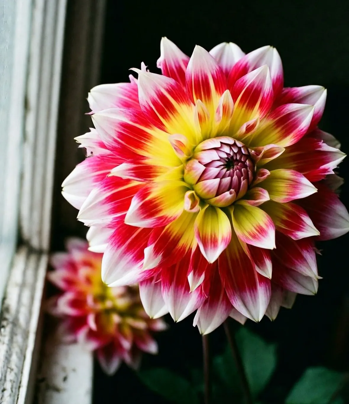 dalia