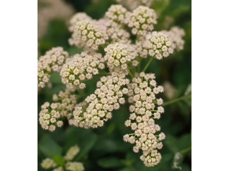 spirea