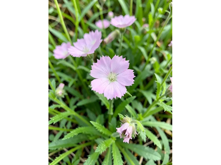 lychnis flos