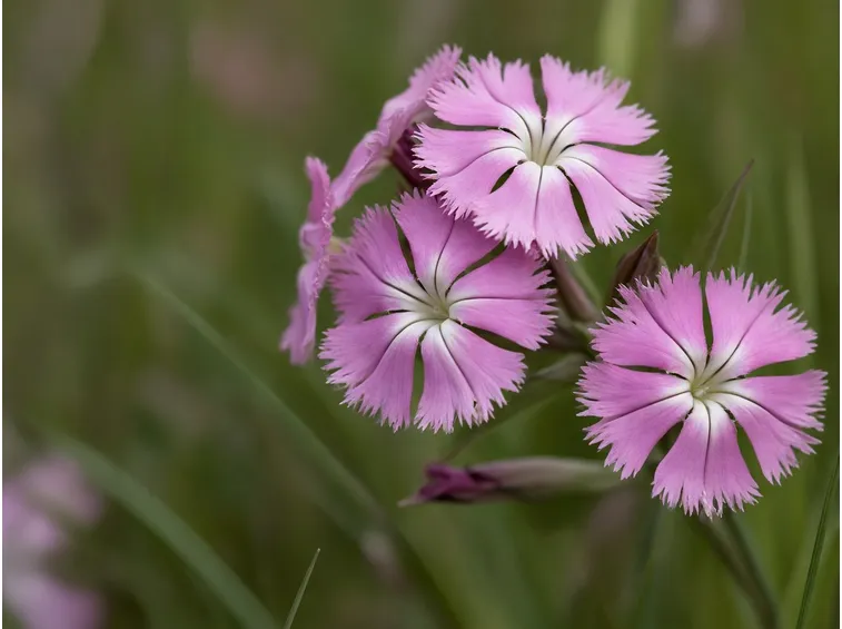 Dianthus plumarius