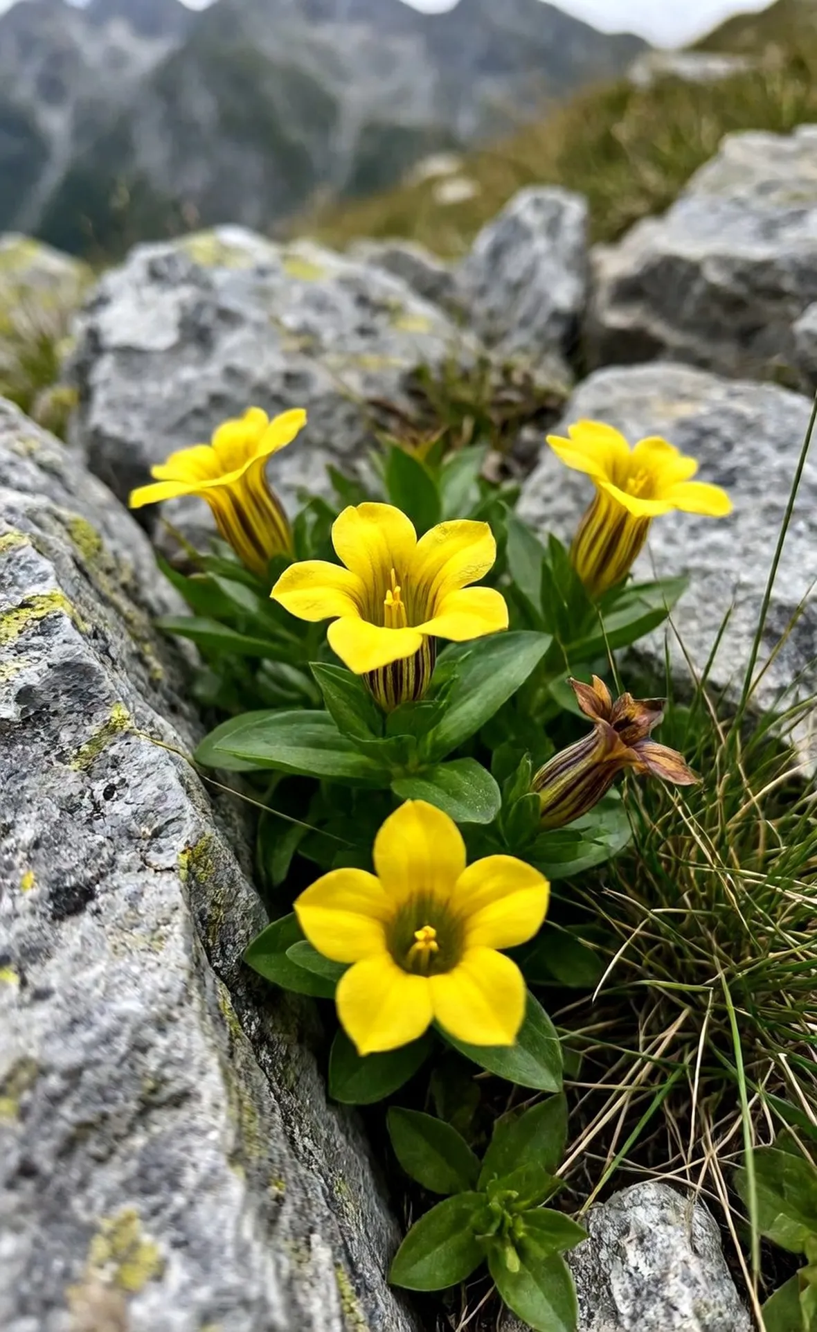genziana