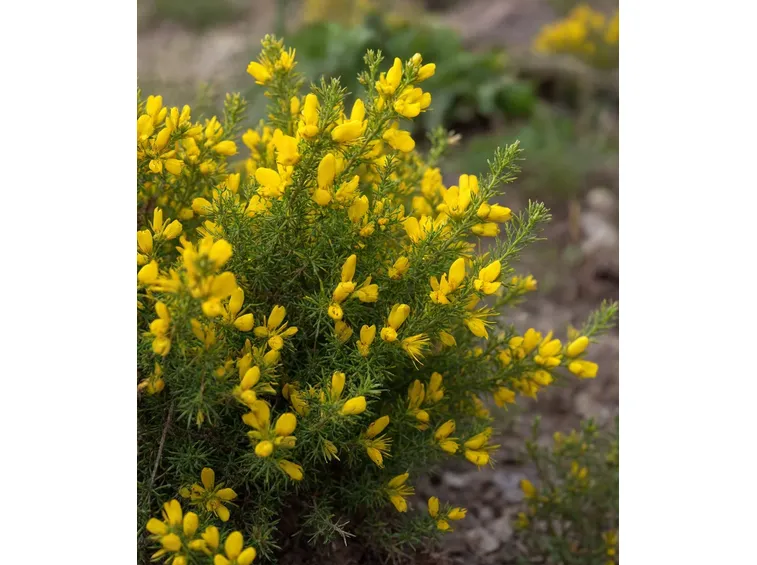 Genista lydia