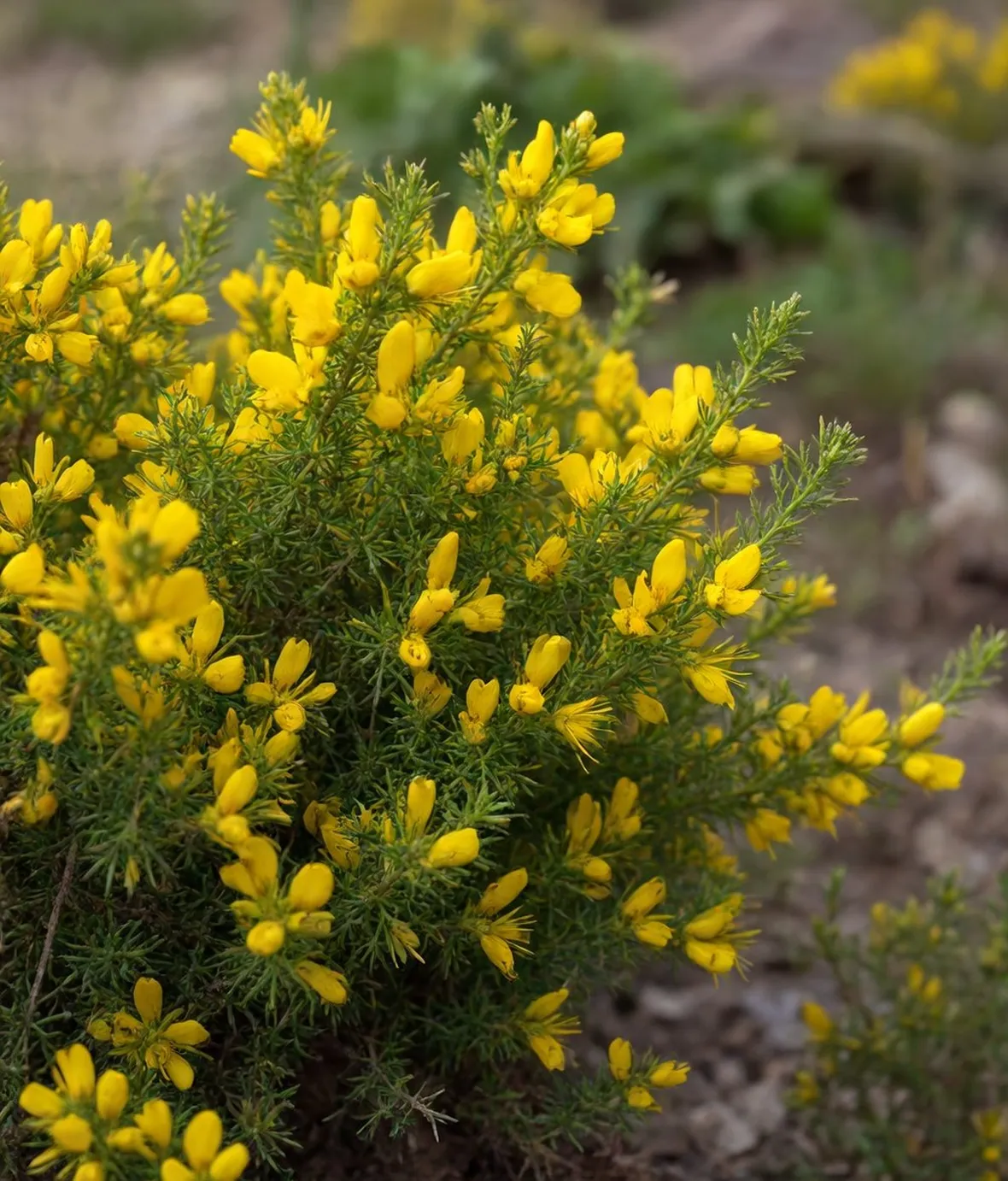 Genista lydia