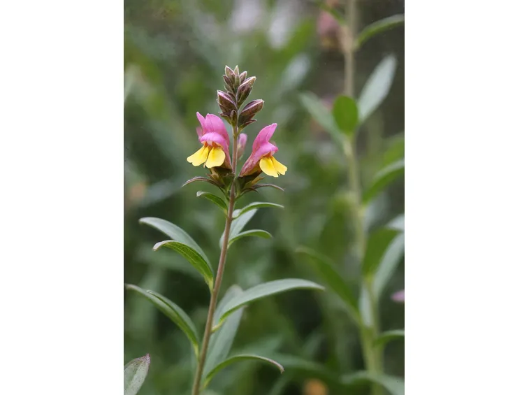 linaria
