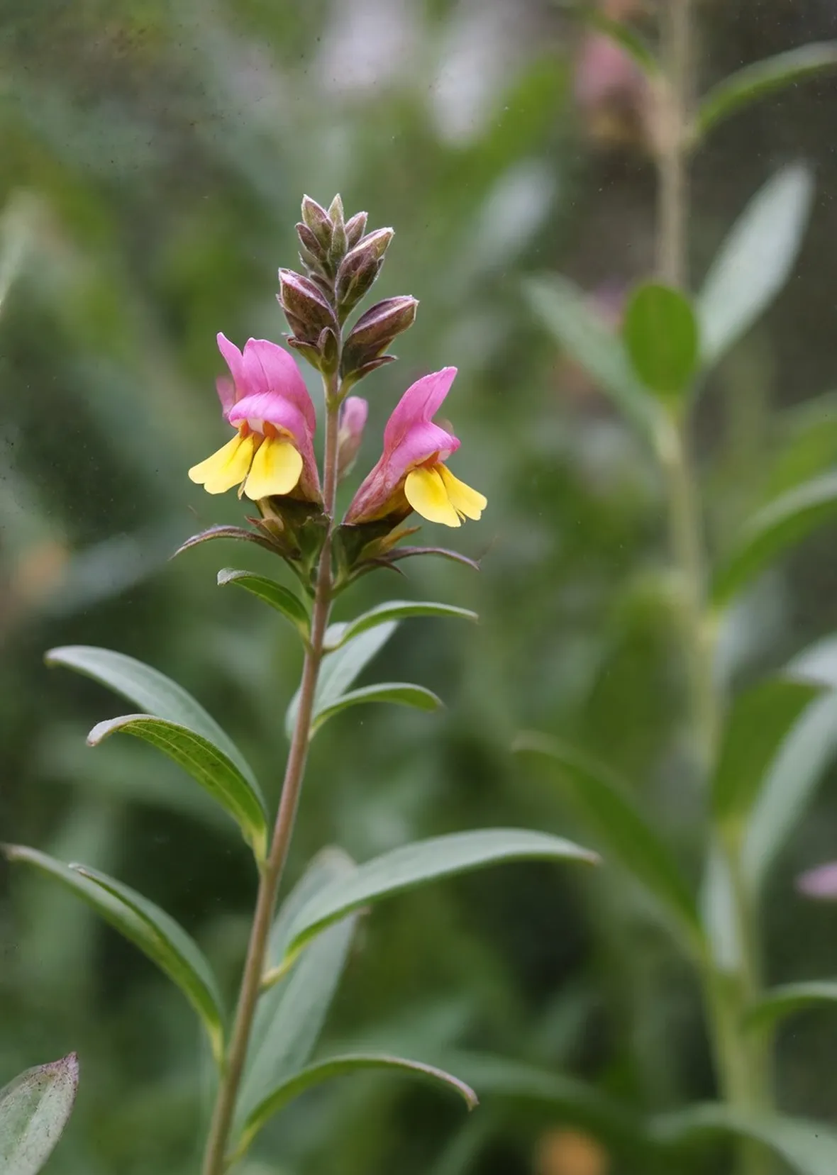 linaria