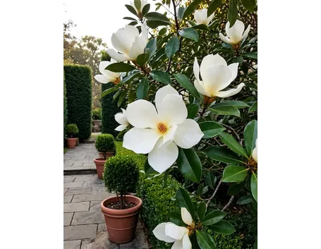 magnolia
