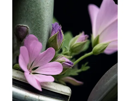 malva