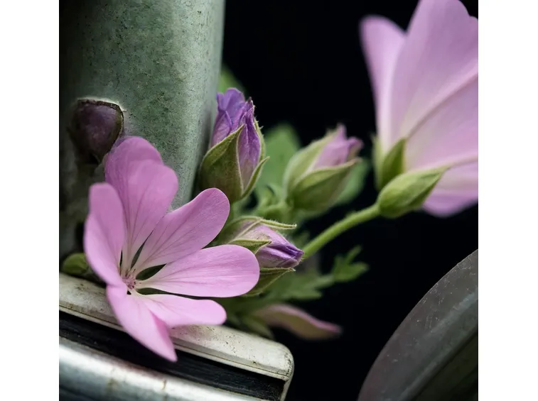 malva