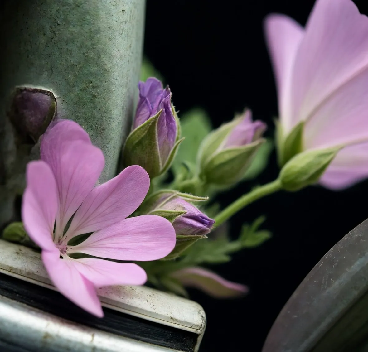 malva