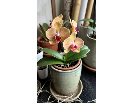orchidea