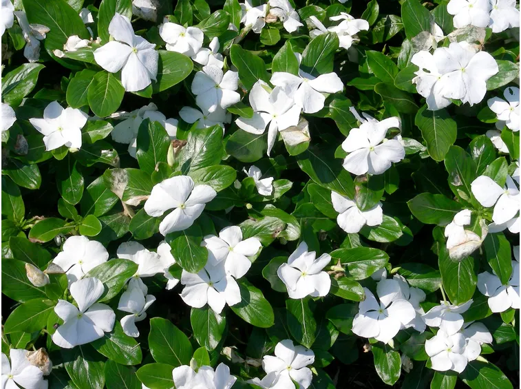 Pervinca