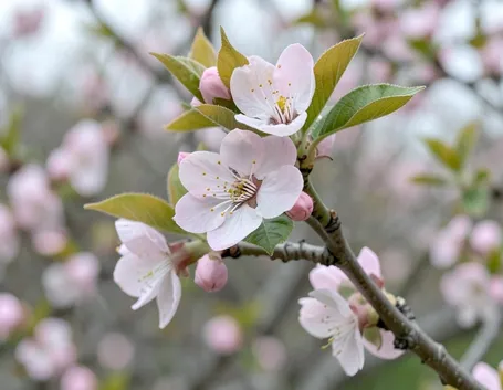 fiori pesco
