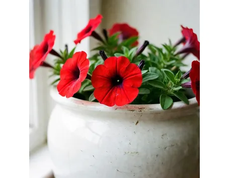 petunia
