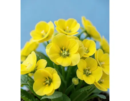 primula
