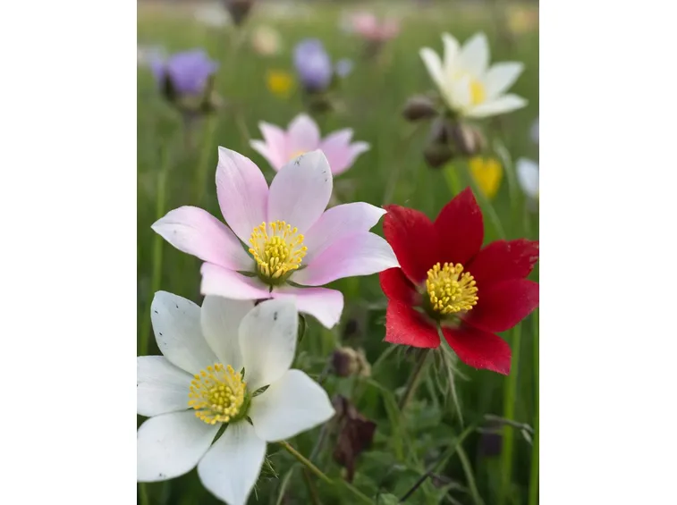 pulsatilla