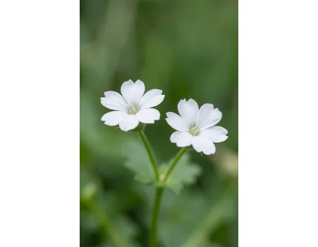 stellaria