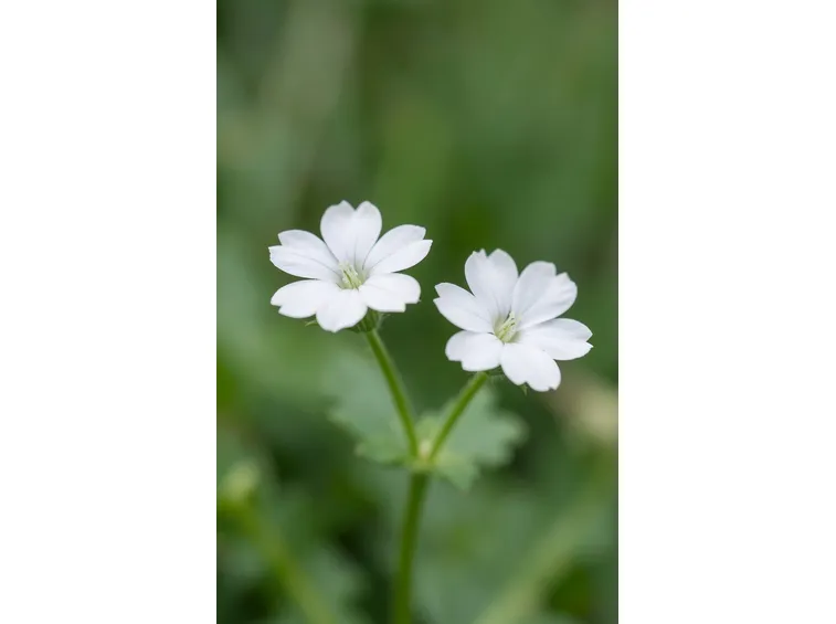 stellaria