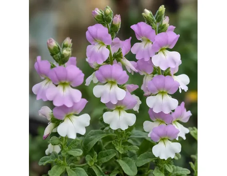 viola ciocca