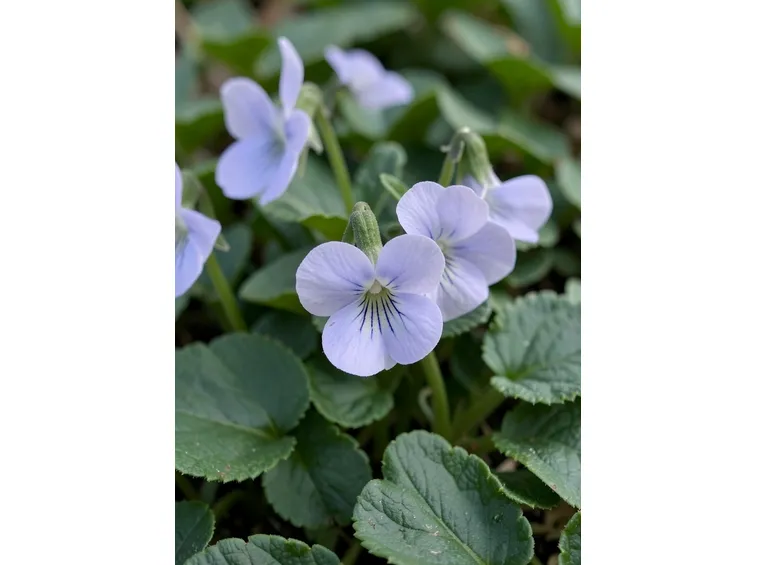 violetta