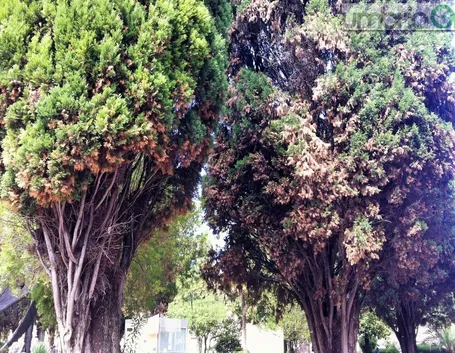 cancro del cipresso