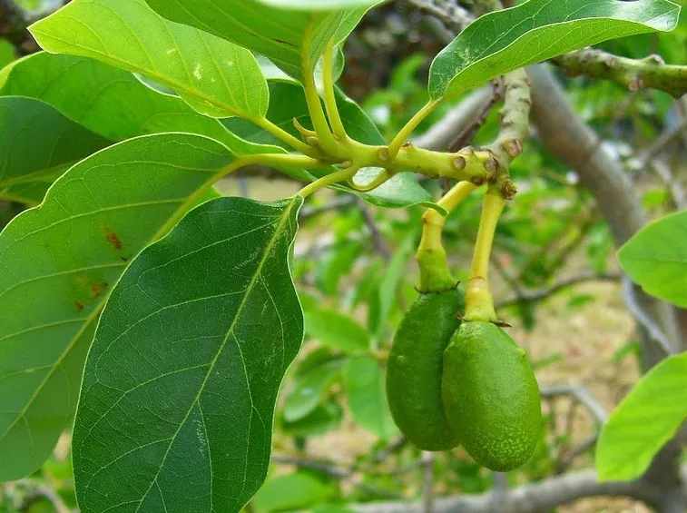 Avocado pianta