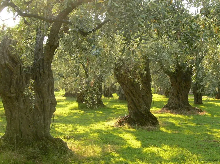 olivo