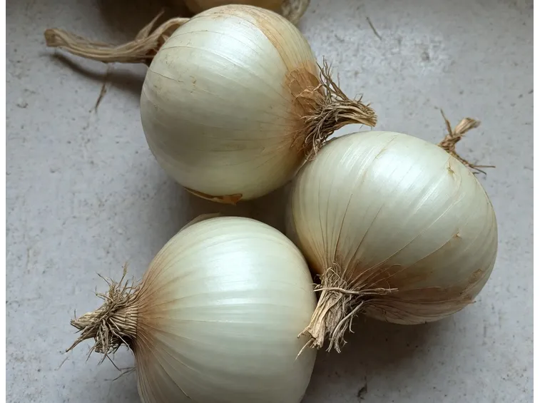 Cipolle bianche
