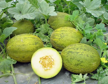 melone