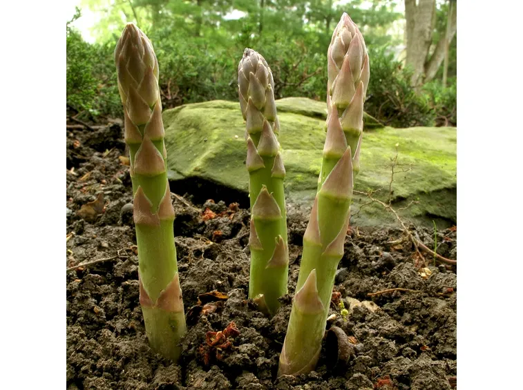 coltivare asparagi