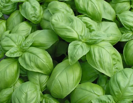 basilico genovese