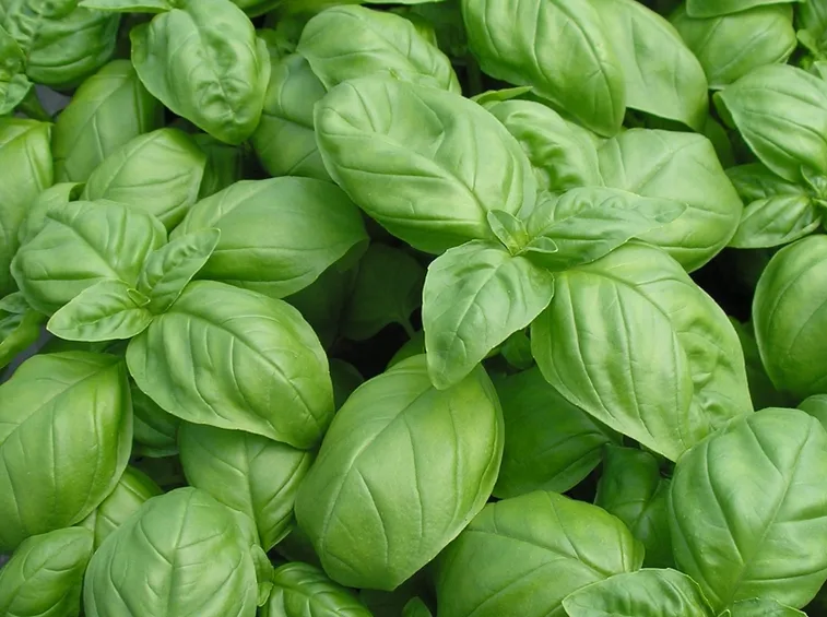 basilico genovese