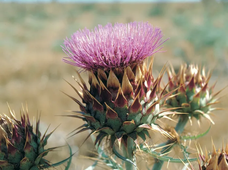 Cynara cardunculus var. altilis