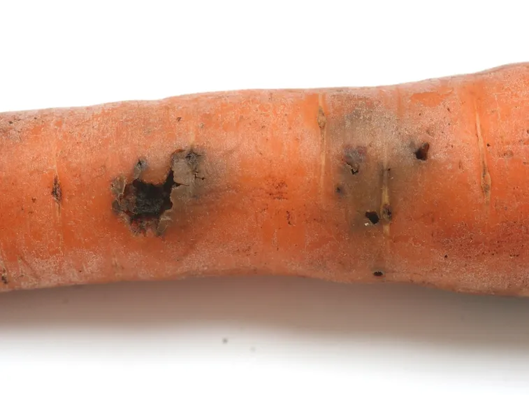 danni da mosca carota
