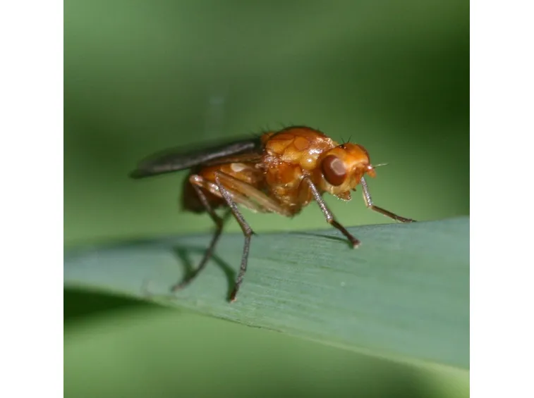 mosca della carota