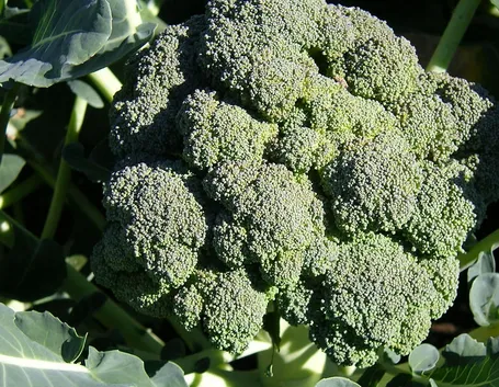 brassica oleracea italica