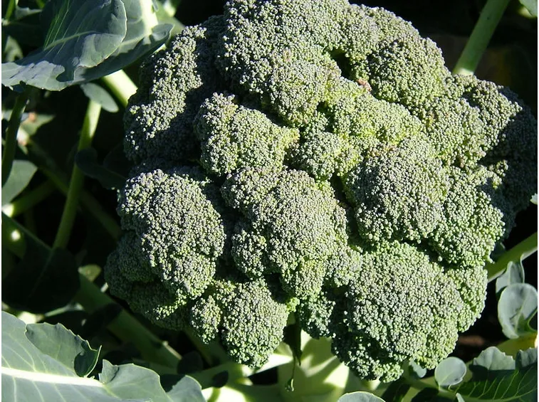 brassica oleracea italica