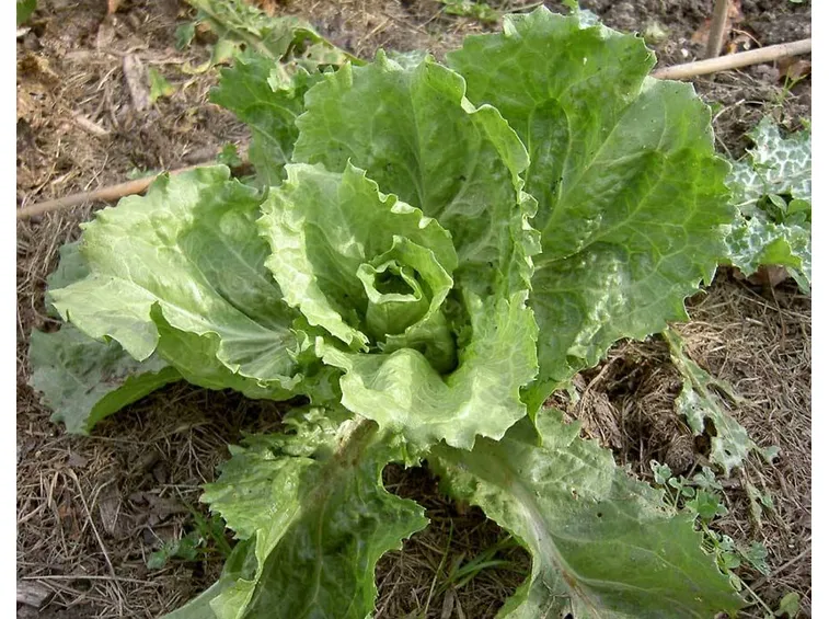 cicoria indivia