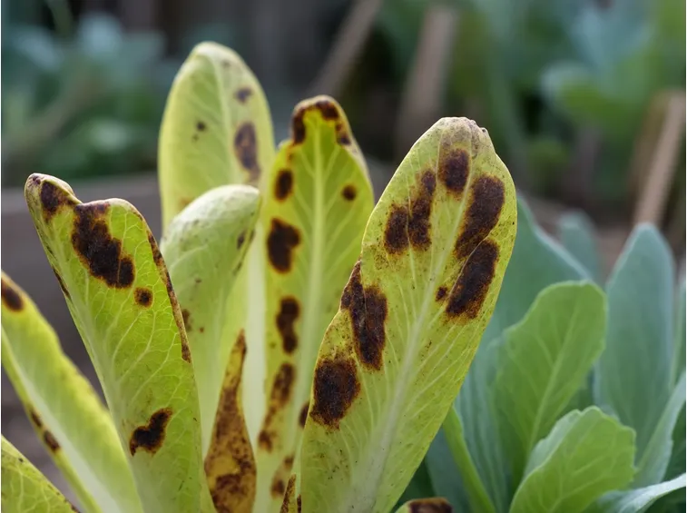 antracnosi indivia