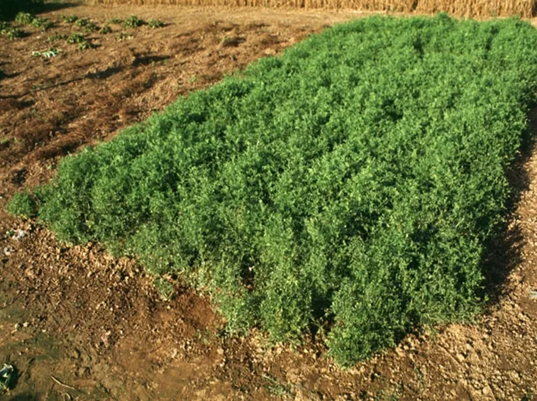 lenticchia i fiori
