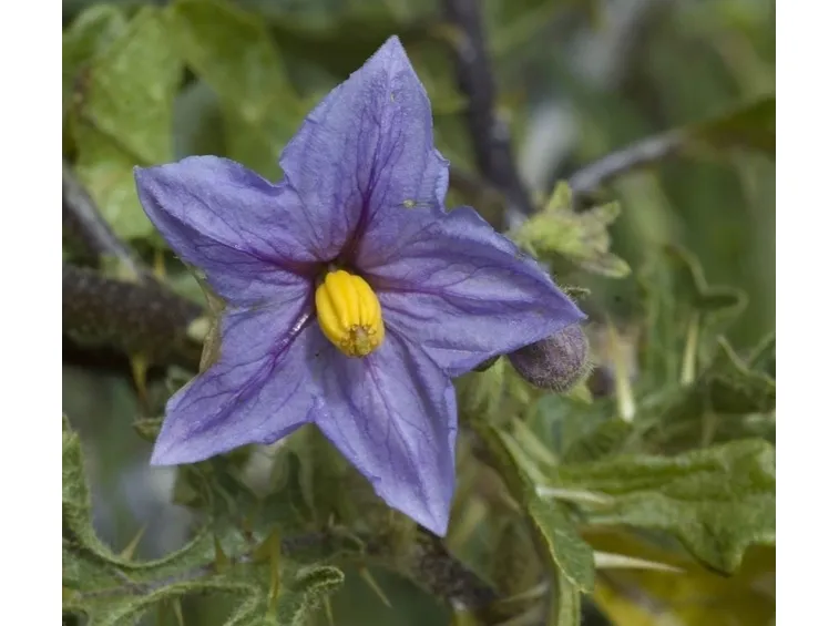 melanzane fiori