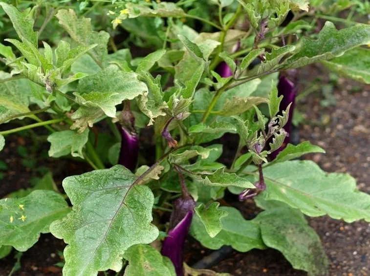 melanzane