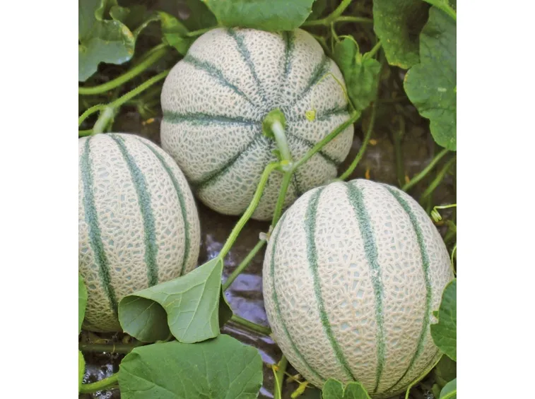 fiore di melone