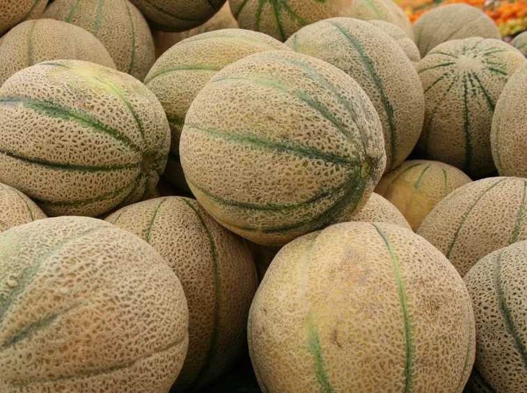 Raccolta melo