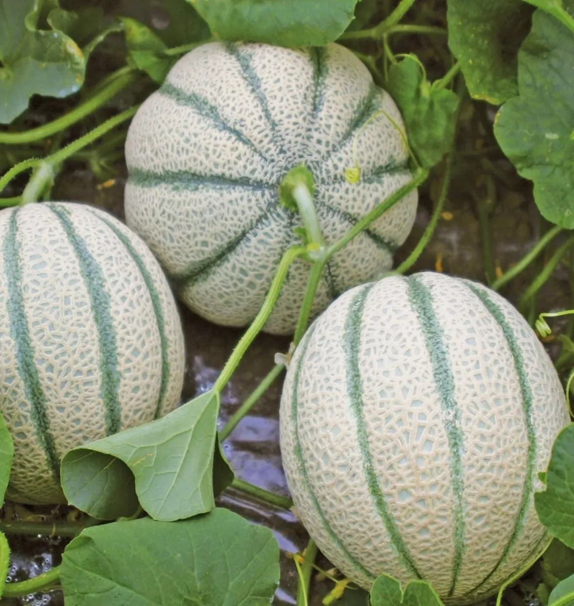 fiore di melone